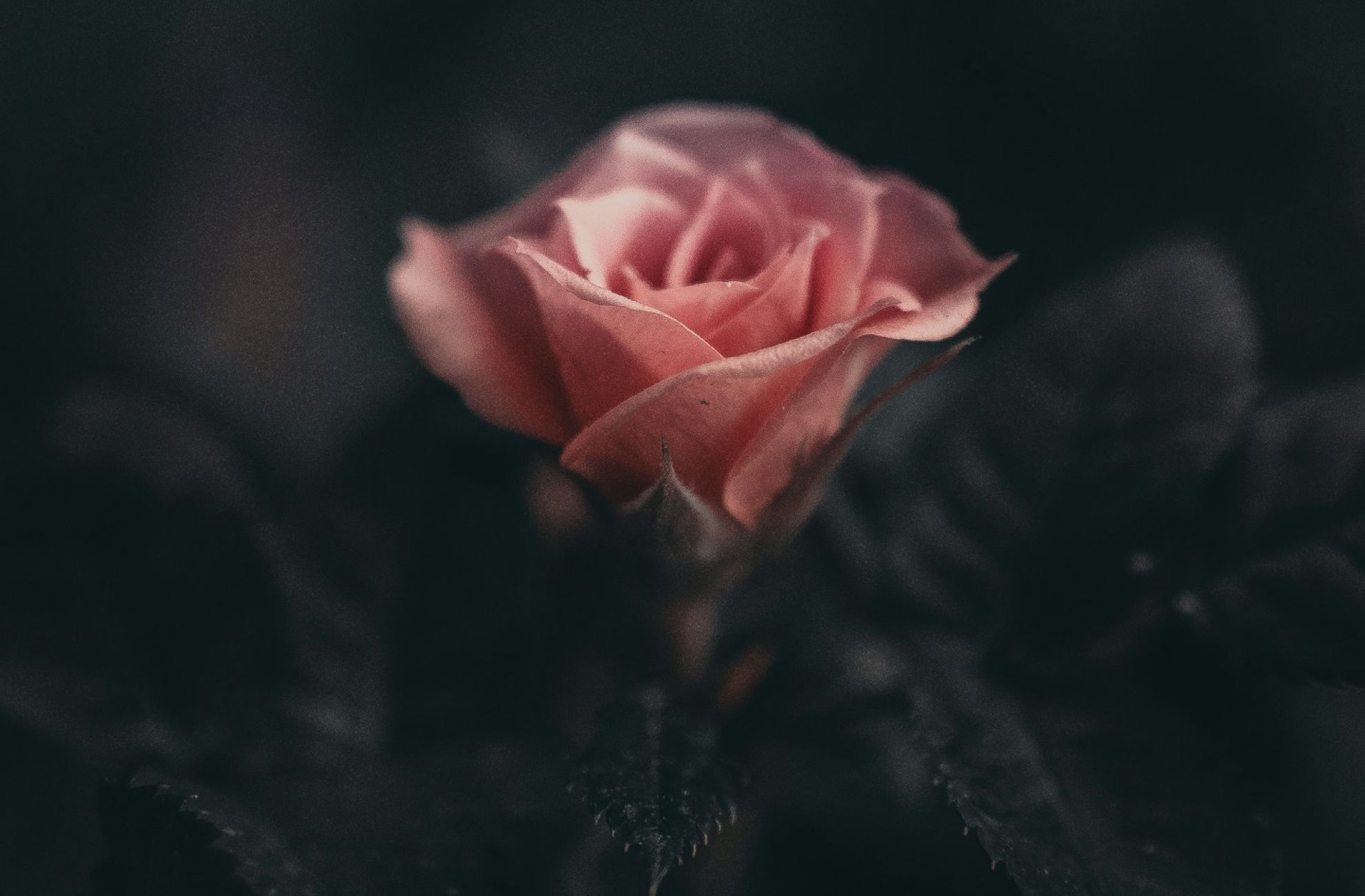 fiore rosa su sfondo nero