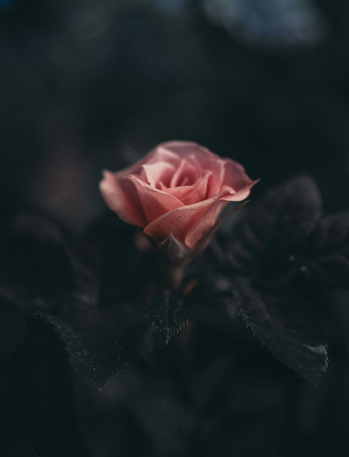 fiore rosa su sfondo nero